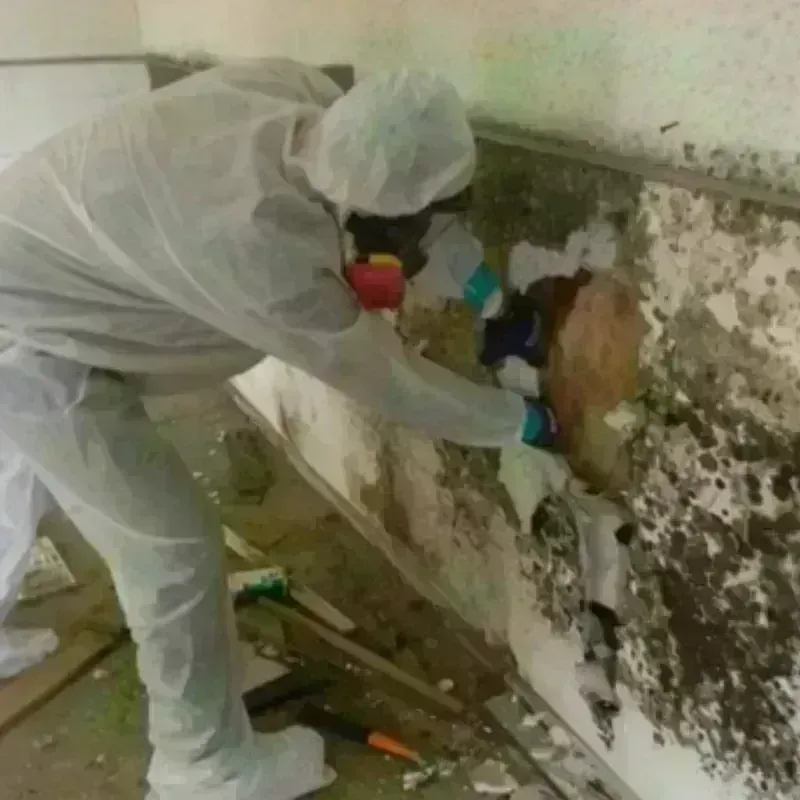 Mold Remediation and Removal in McSherrystown, PA